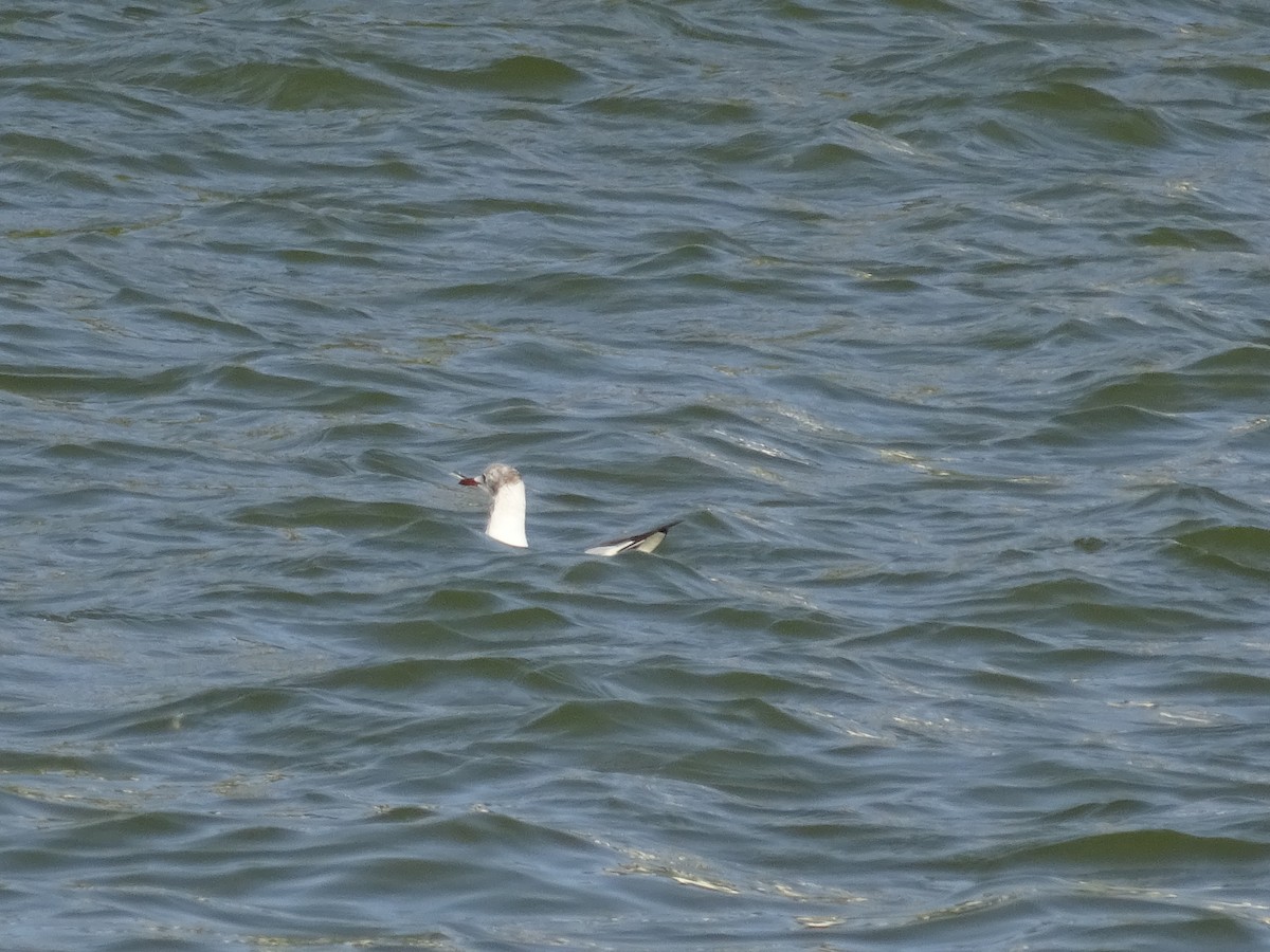 Mouette rieuse - ML476116051