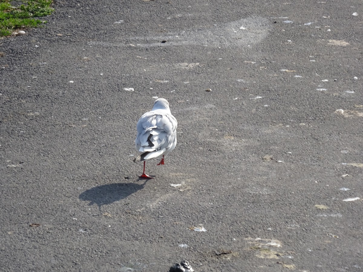 Mouette rieuse - ML476116081