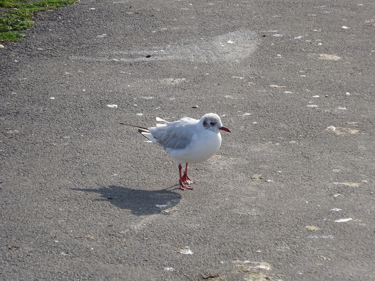 Mouette rieuse - ML476116111