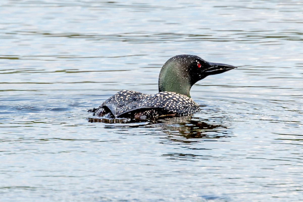 Common Loon - ML476116191