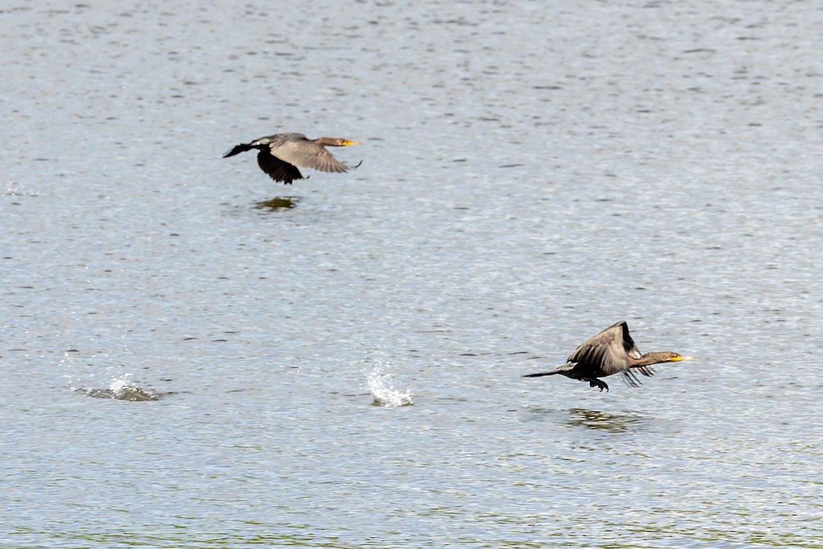 Double-crested Cormorant - ML476116251