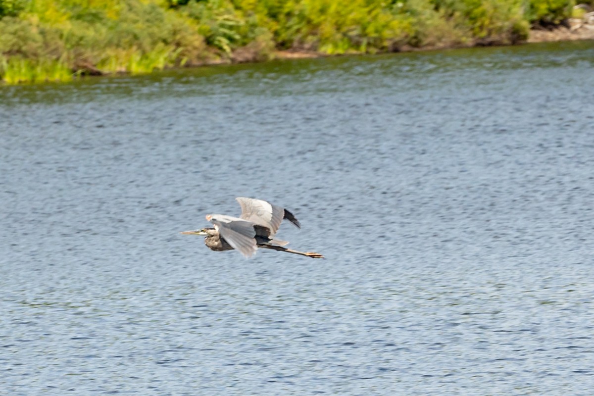 Great Blue Heron - Michael Foster