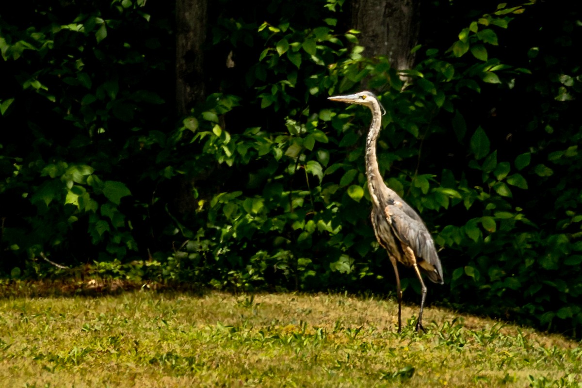 Great Blue Heron - Michael Foster