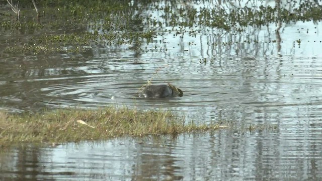 Musk Duck - ML476117381