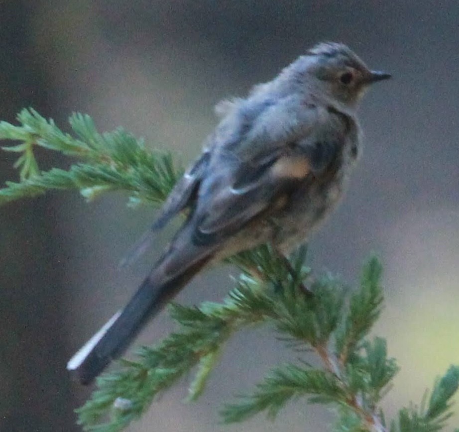 Townsend's Solitaire - ML476117721