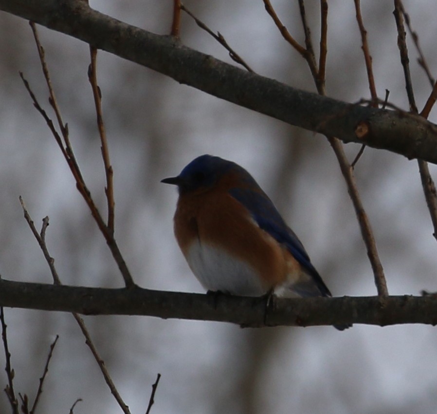 Eastern Bluebird - Bob  Crowley