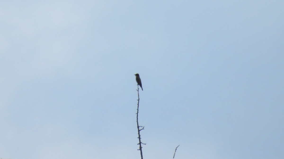 Olive-sided Flycatcher - Dan J. MacNeal