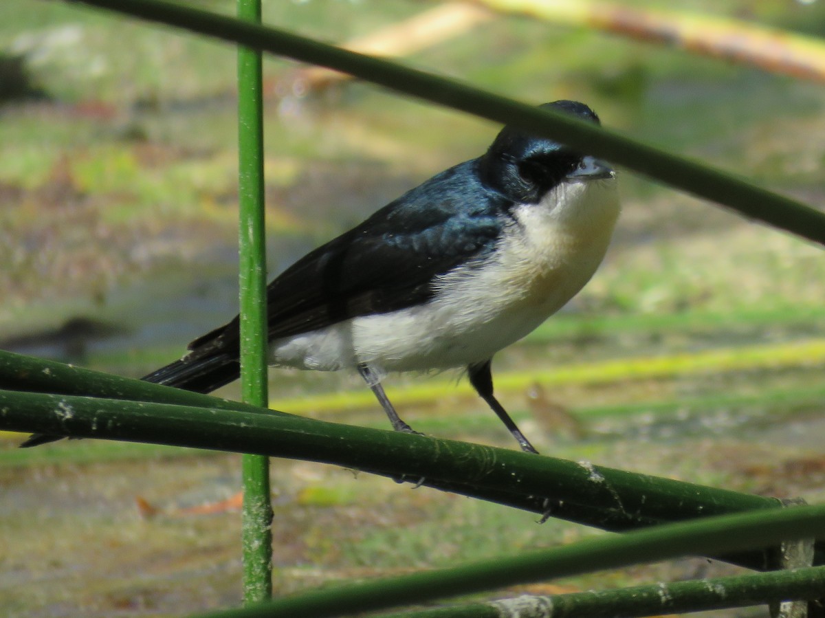 Paperbark Flycatcher - ML476118211