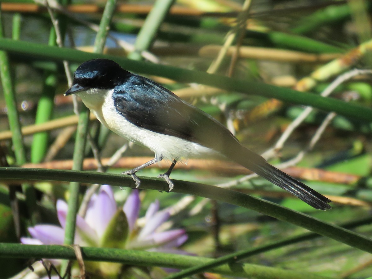 Paperbark Flycatcher - ML476118401