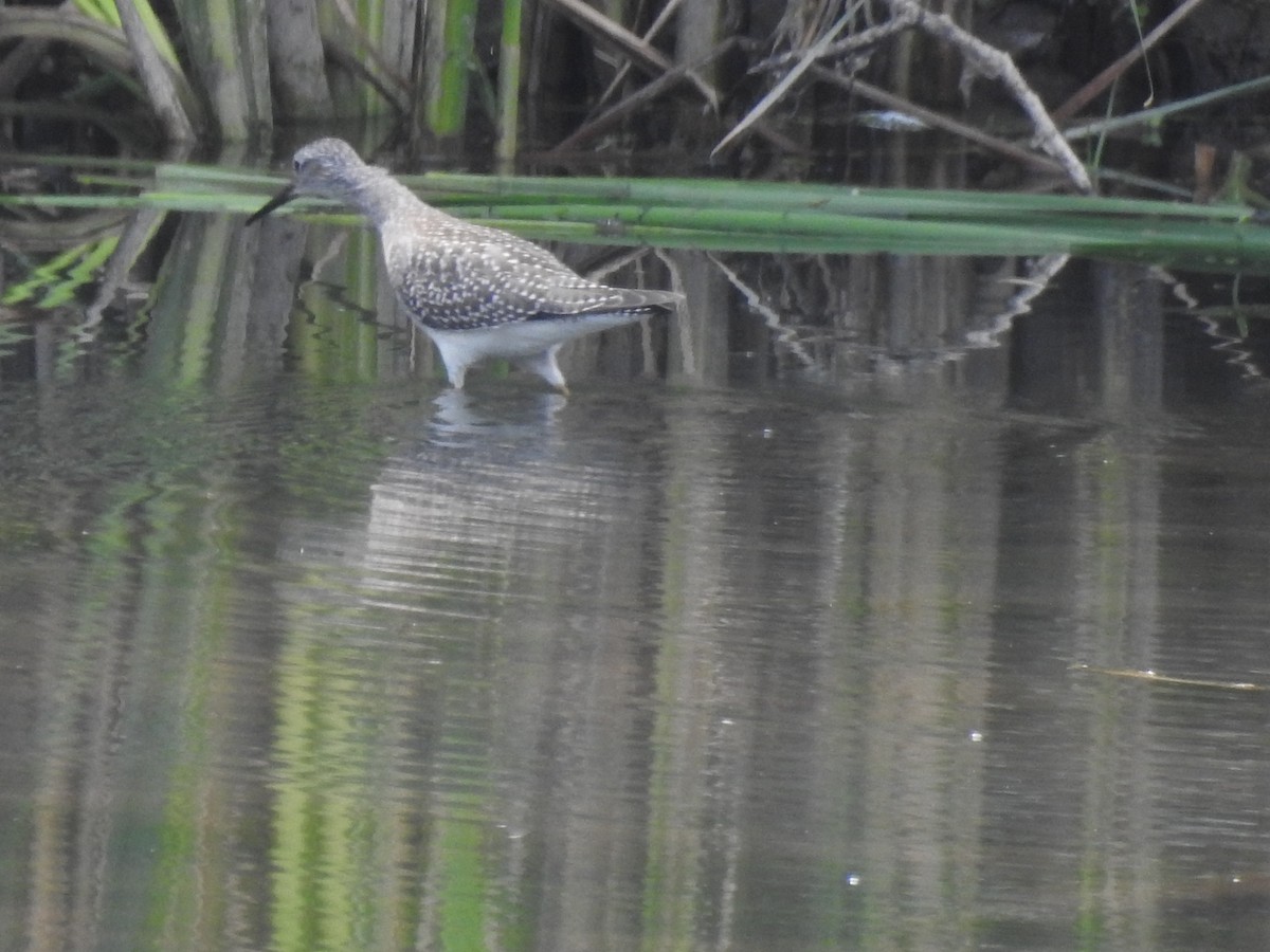 Lesser Yellowlegs - ML476118431