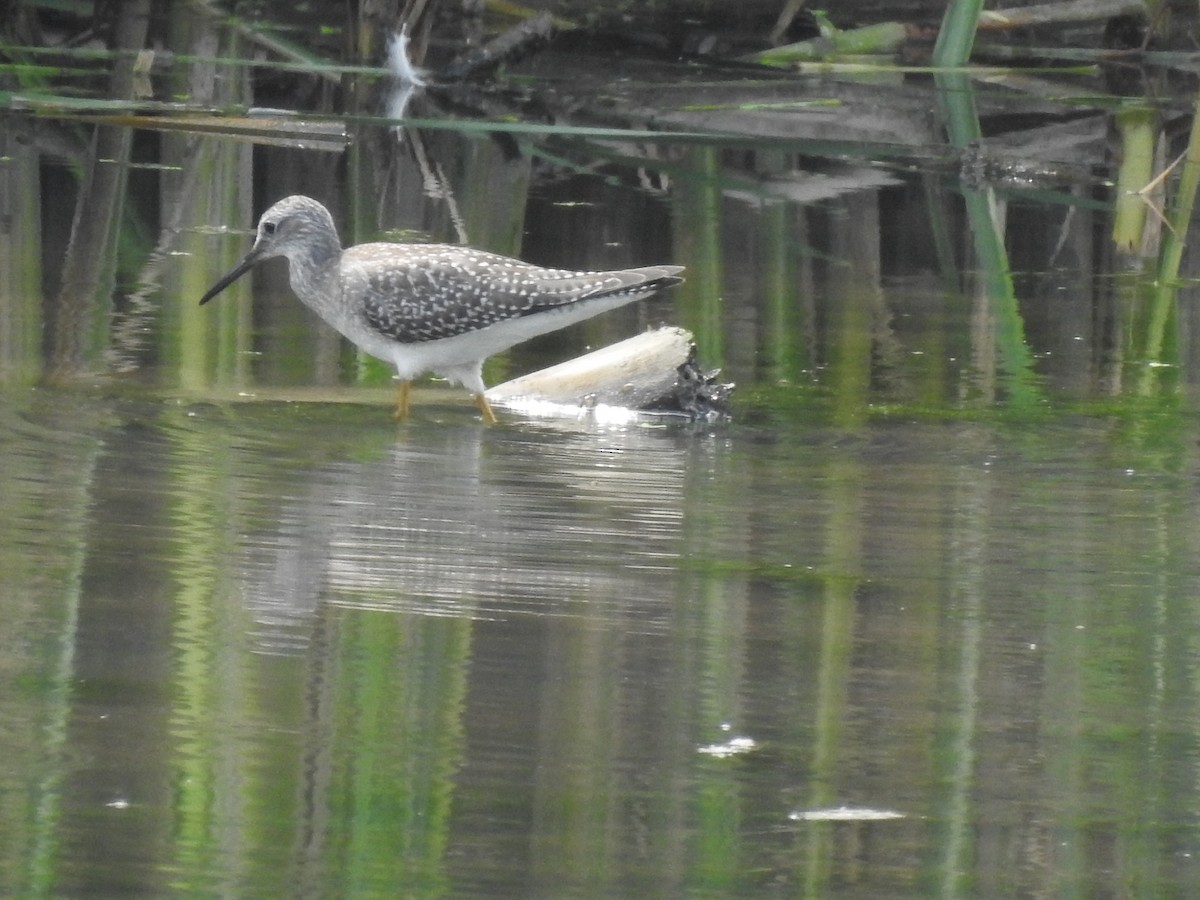 Lesser Yellowlegs - ML476118451