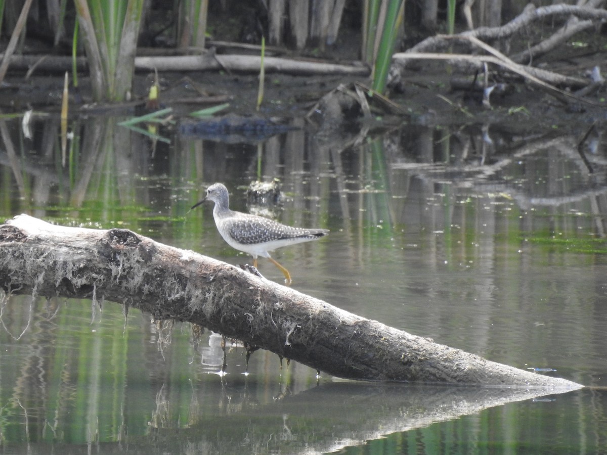 Lesser Yellowlegs - ML476118461