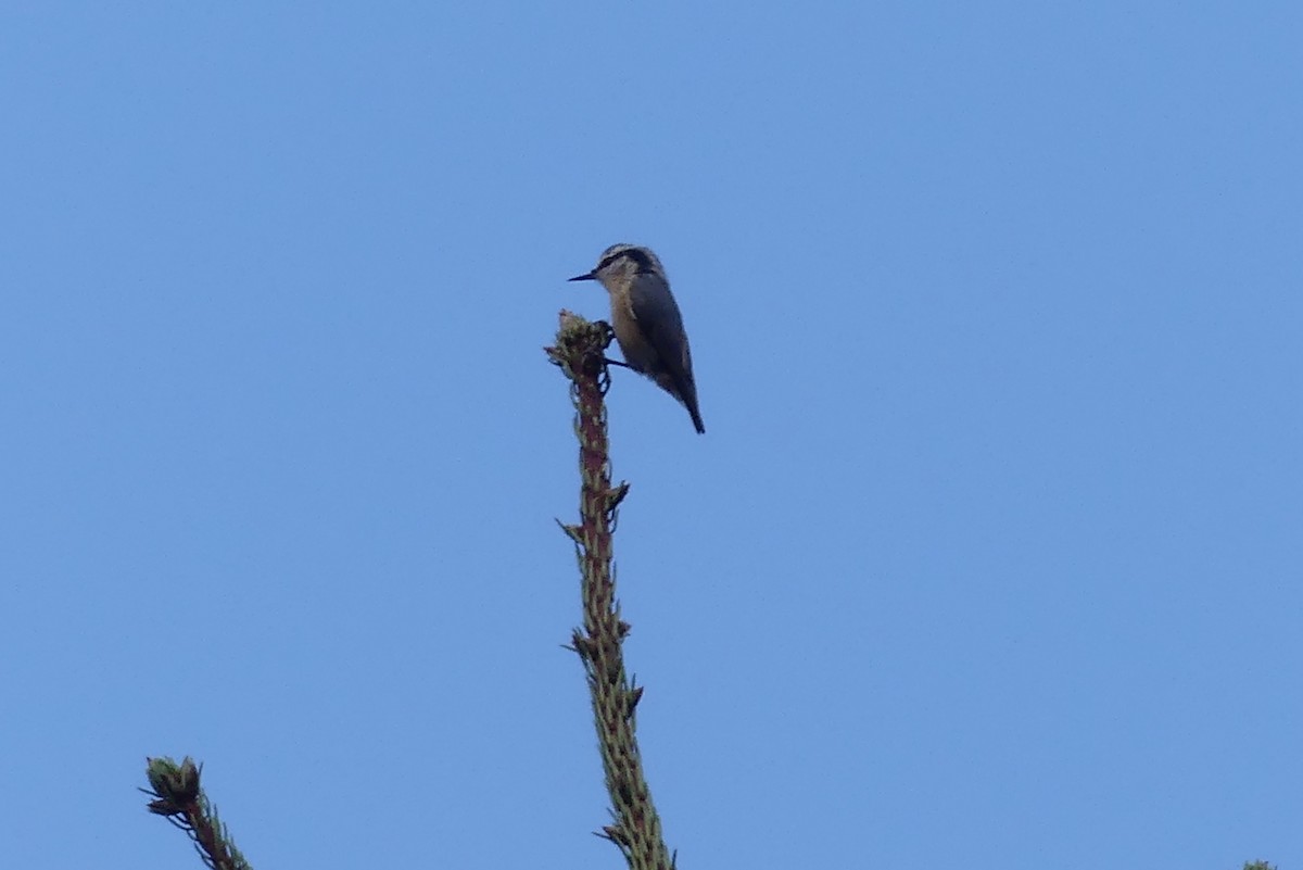 Red-breasted Nuthatch - ML476118561