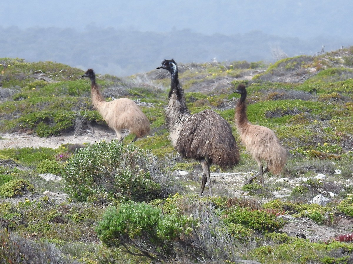 Emu - Trevor Ross