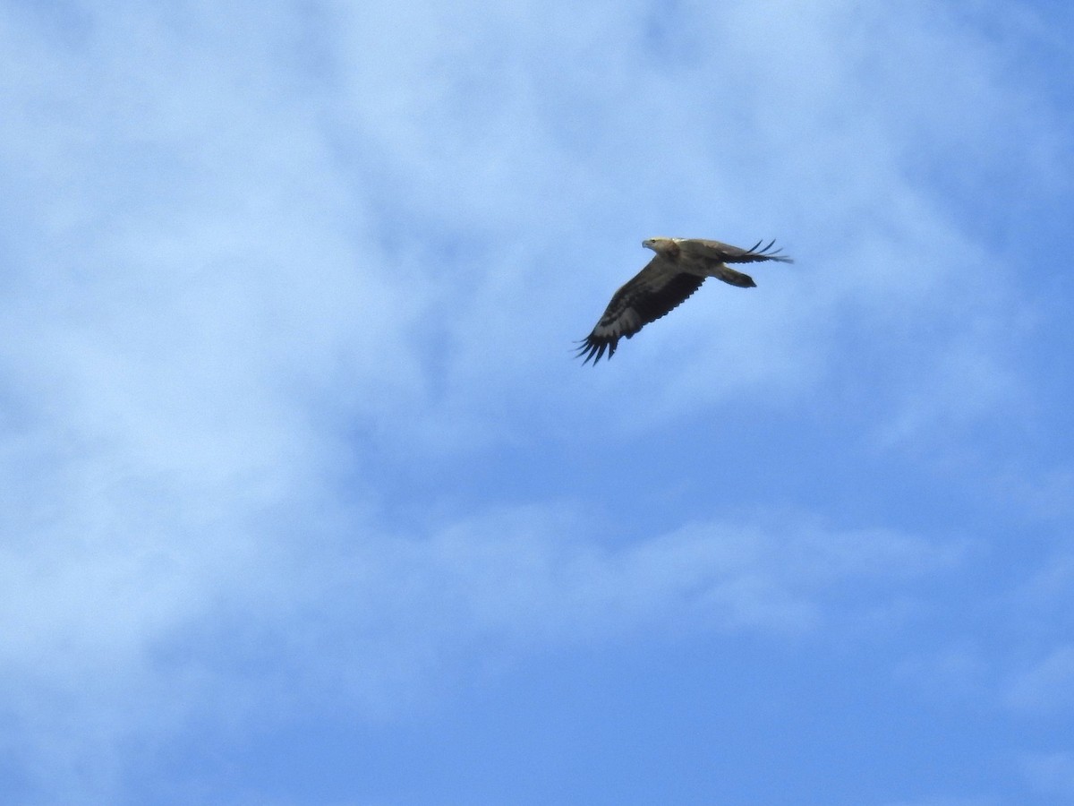 White-bellied Sea-Eagle - ML476119401