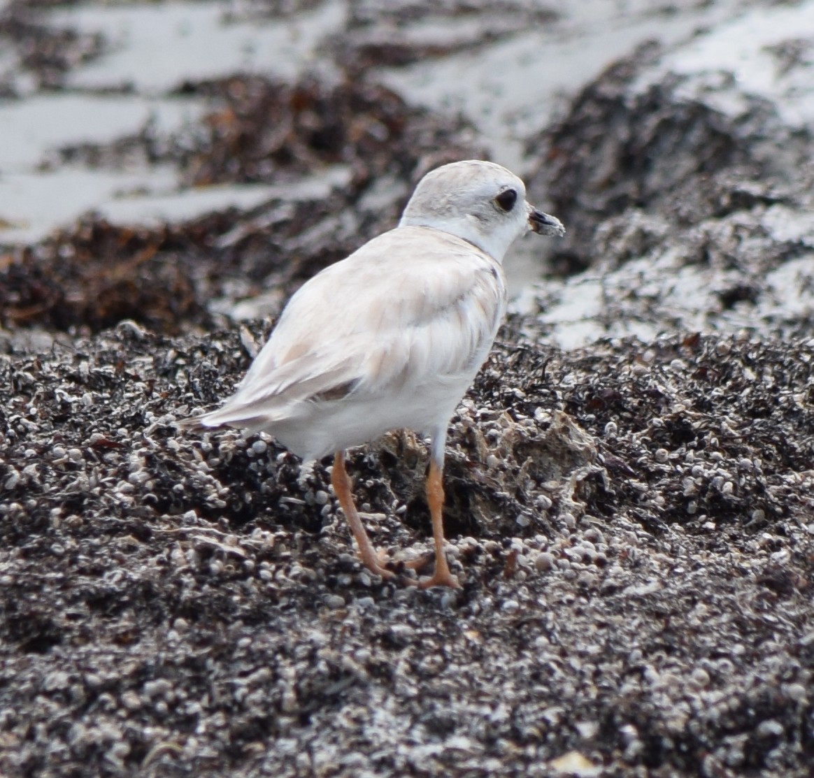 Piping Plover - ML476120321