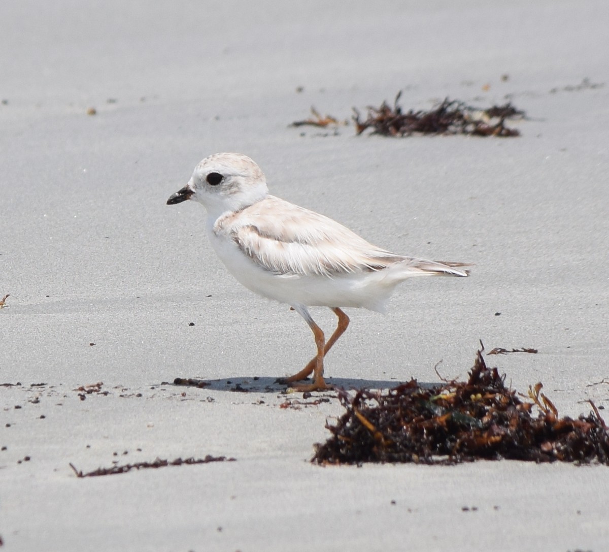 Piping Plover - ML476120331