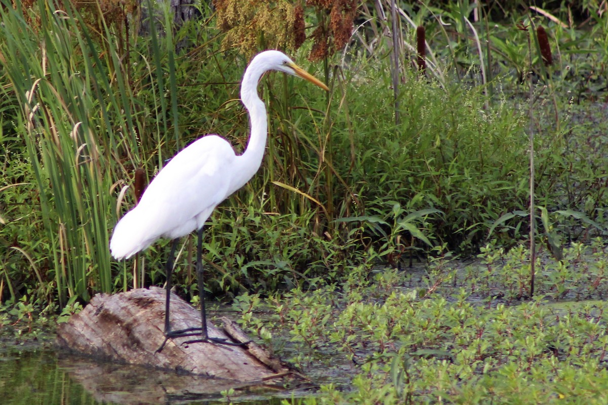 Great Egret - ML476120751