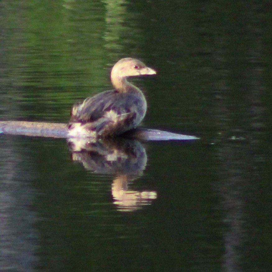 Pied-billed Grebe - ML476120781