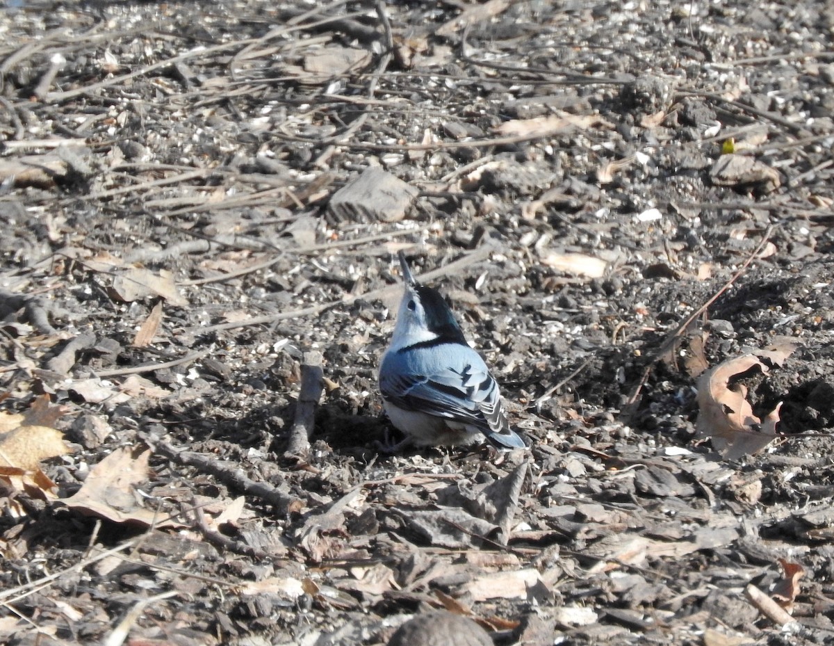 White-breasted Nuthatch - ML47612081