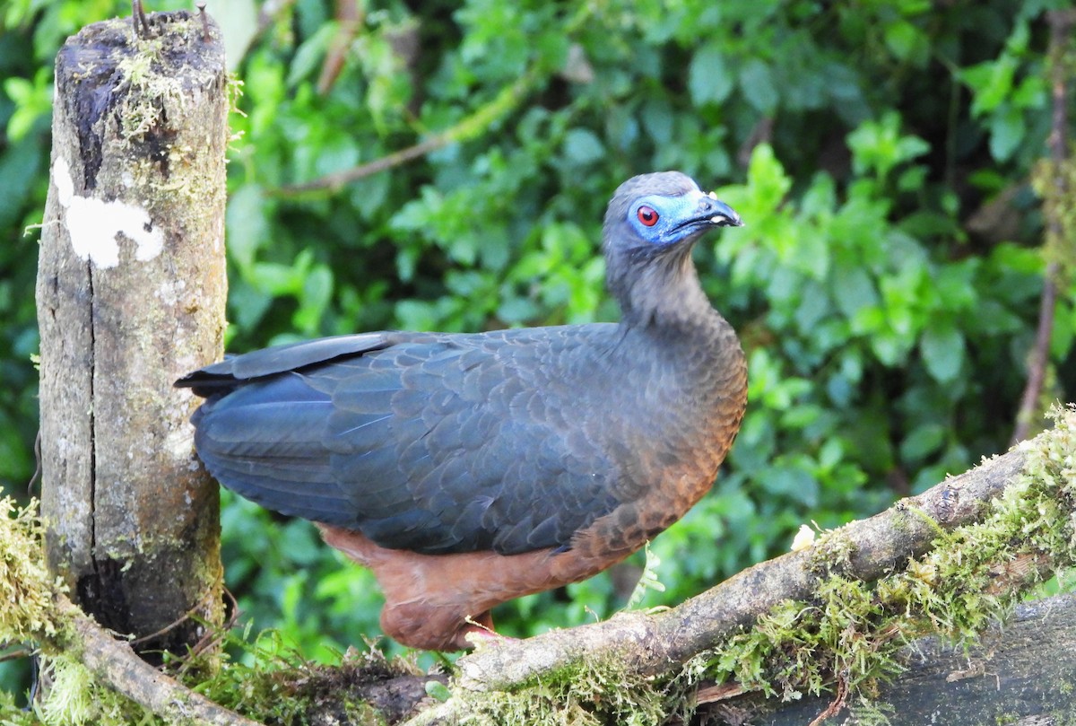 Sickle-winged Guan - ML476121051