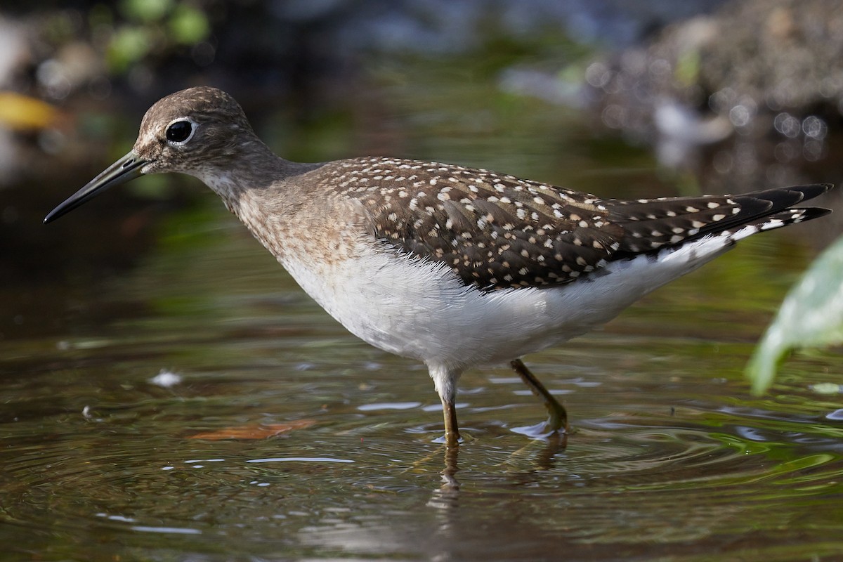 Solitary Sandpiper - jean-francois franche