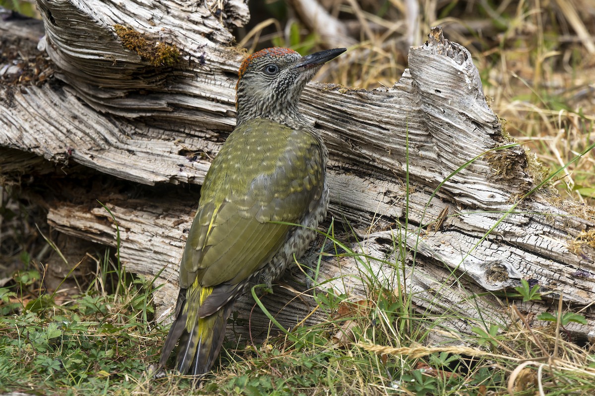 Eurasian Green Woodpecker - ML476124071