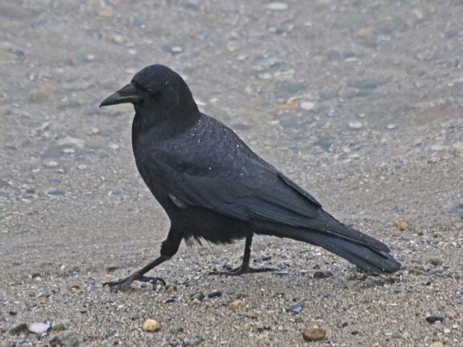 American Crow - Jock McCracken