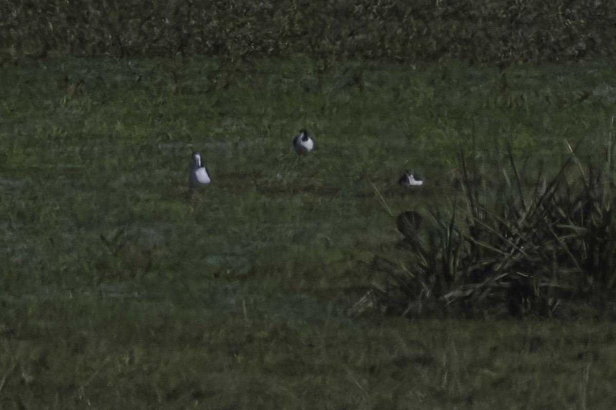 Black-necked Stilt - ML476127691