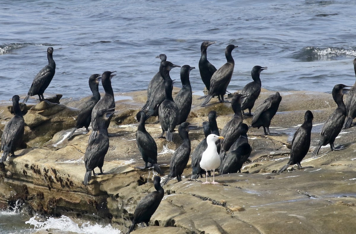 Brandt's Cormorant - John Bruin