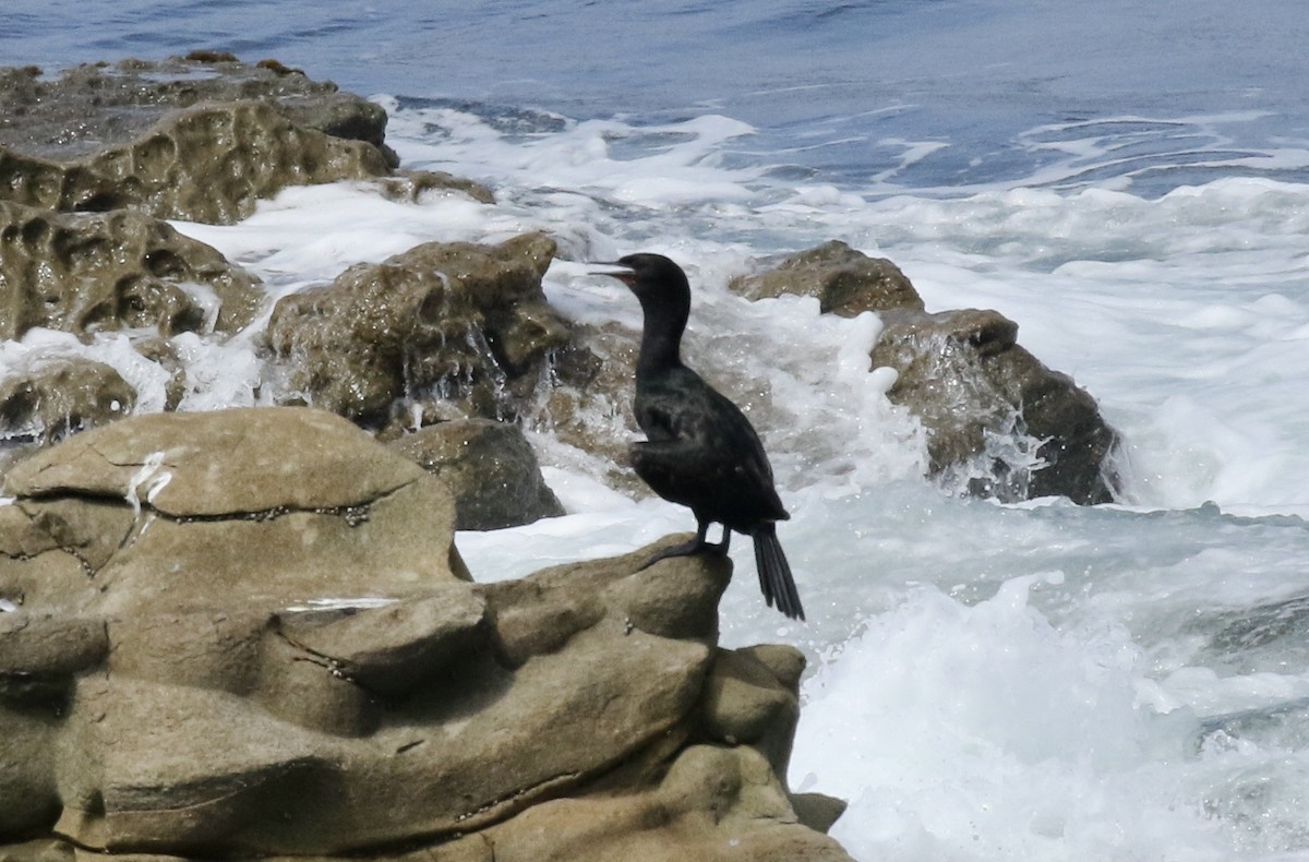 Cormorán Pelágico - ML476127951