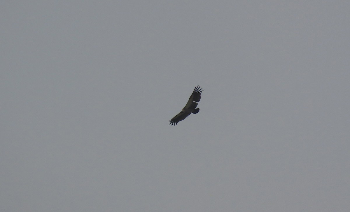 White-backed Vulture - ML476128131