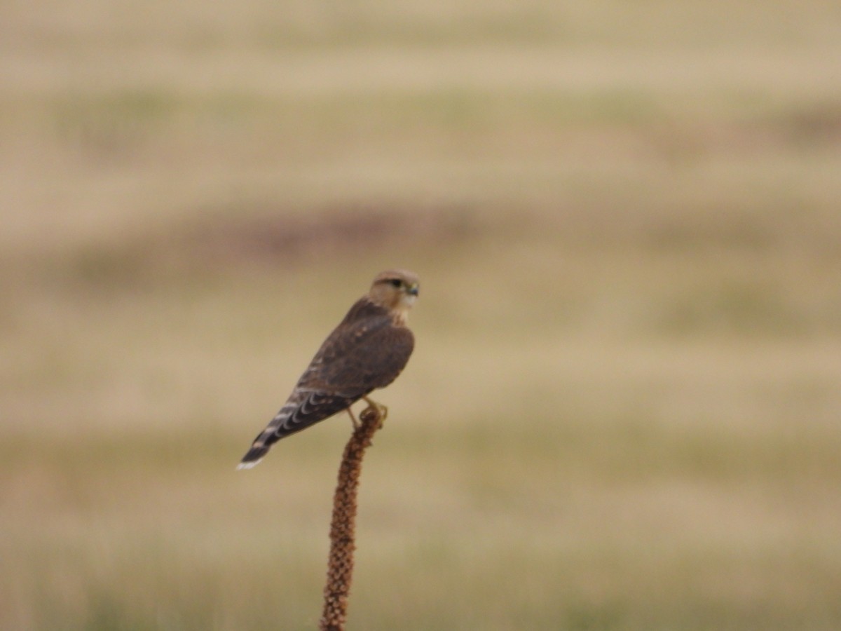 Merlin - Matthew Maciosek