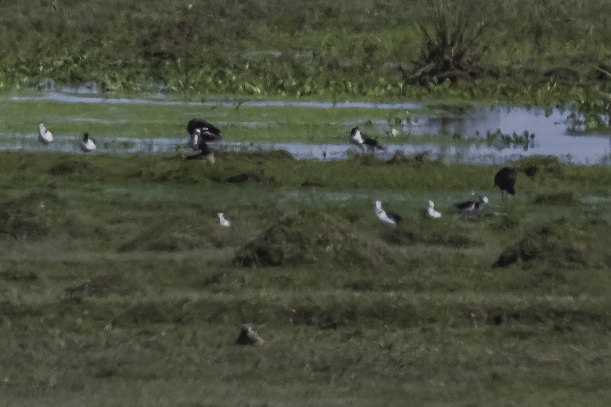 Black-necked Stilt - ML476128931