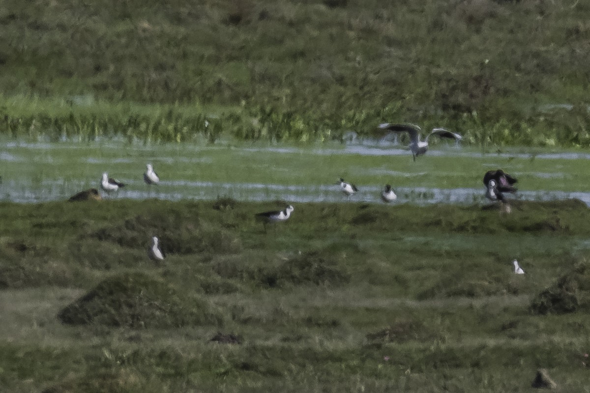 Black-necked Stilt - ML476129191