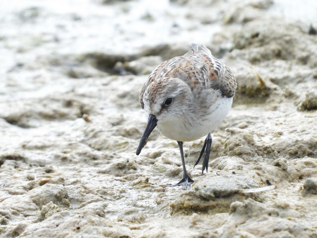 Western Sandpiper - ML476130641