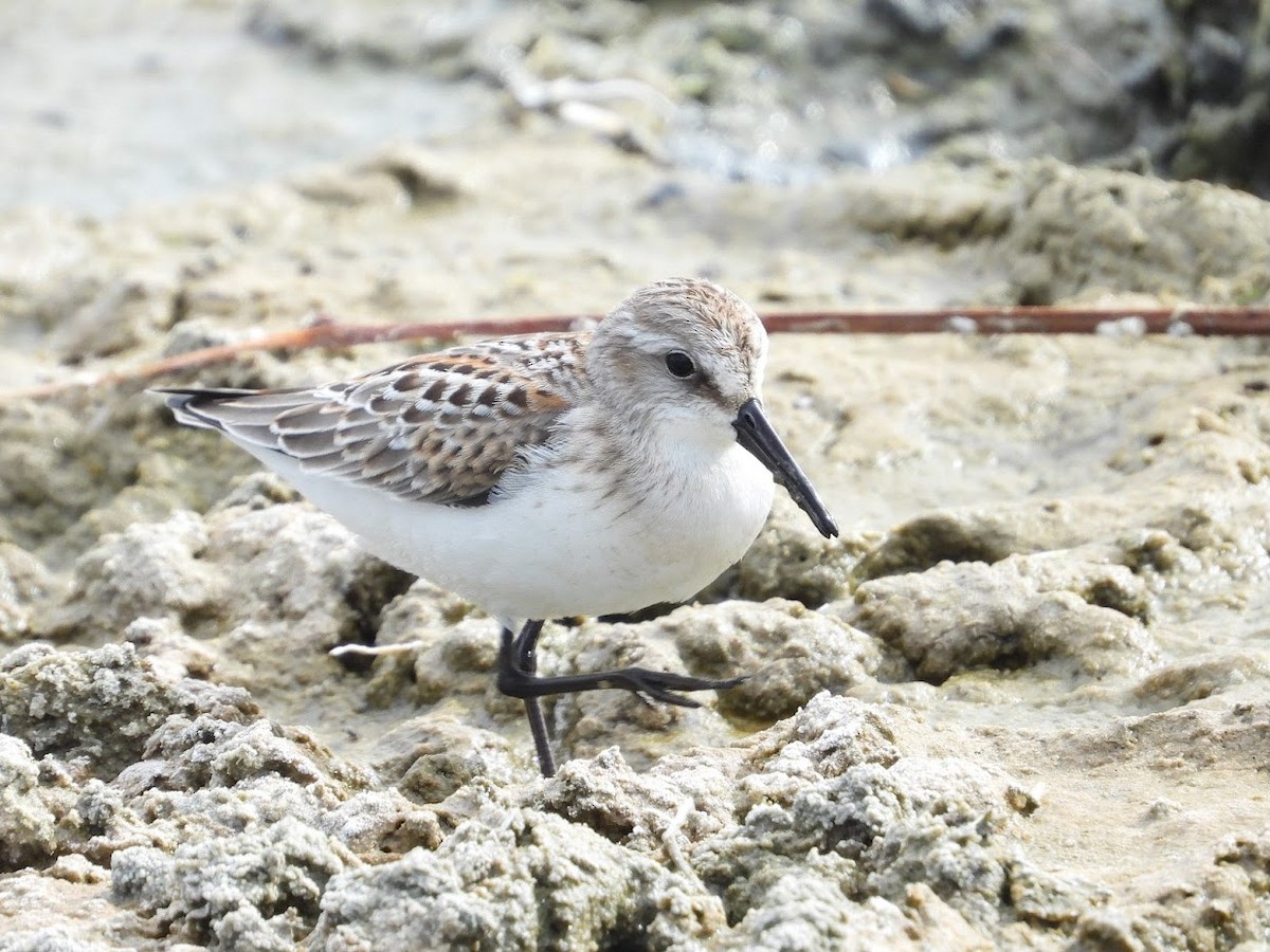 Western Sandpiper - ML476130681