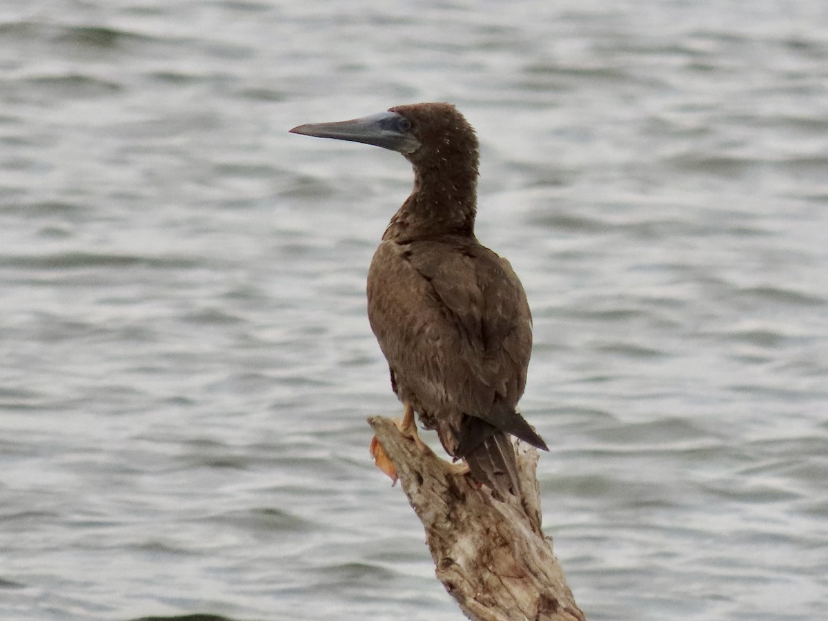 Brown Booby - ML476131601