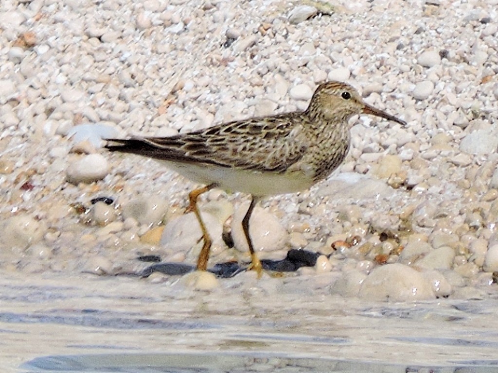 Pectoral Sandpiper - ML476131931