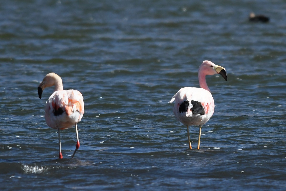 Andean Flamingo - ML476132031