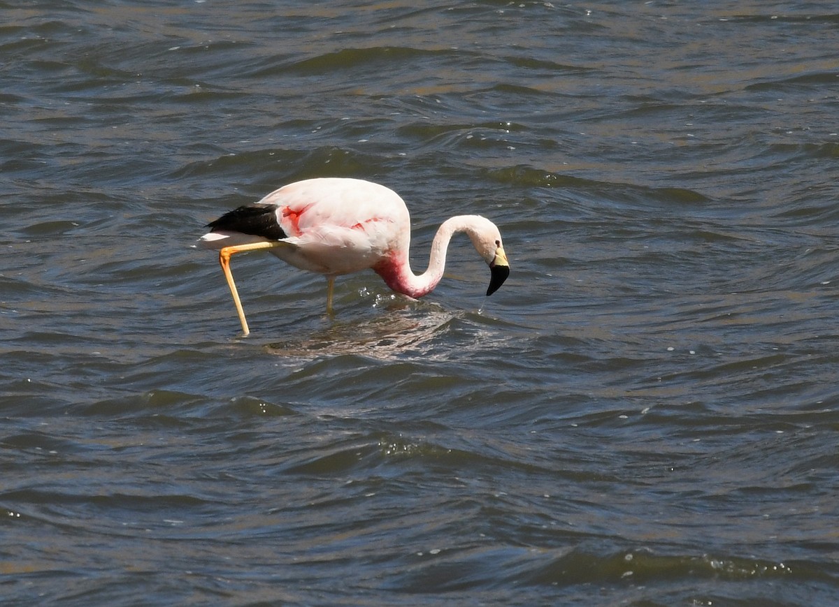 Andean Flamingo - ML476132041