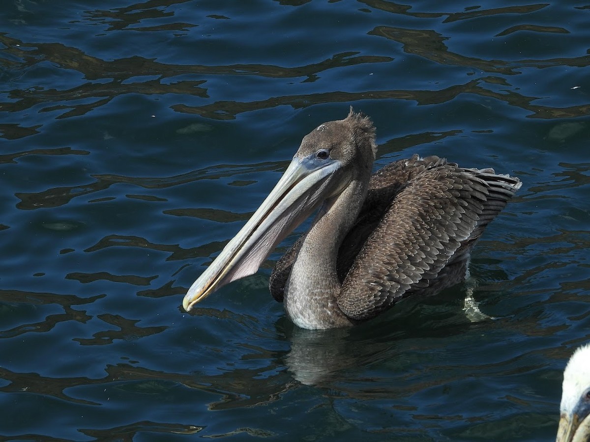 Brown Pelican - ML476132331