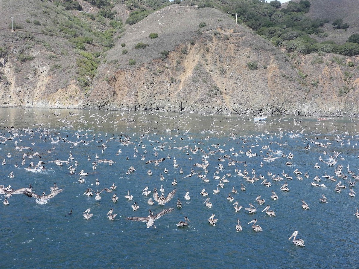 Brown Pelican - ML476132491