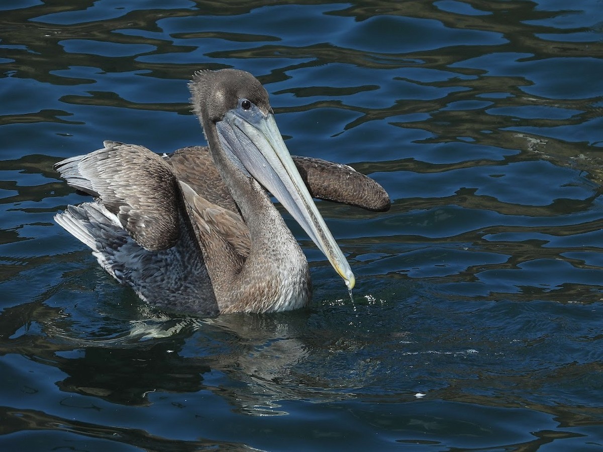 Brown Pelican - ML476132541