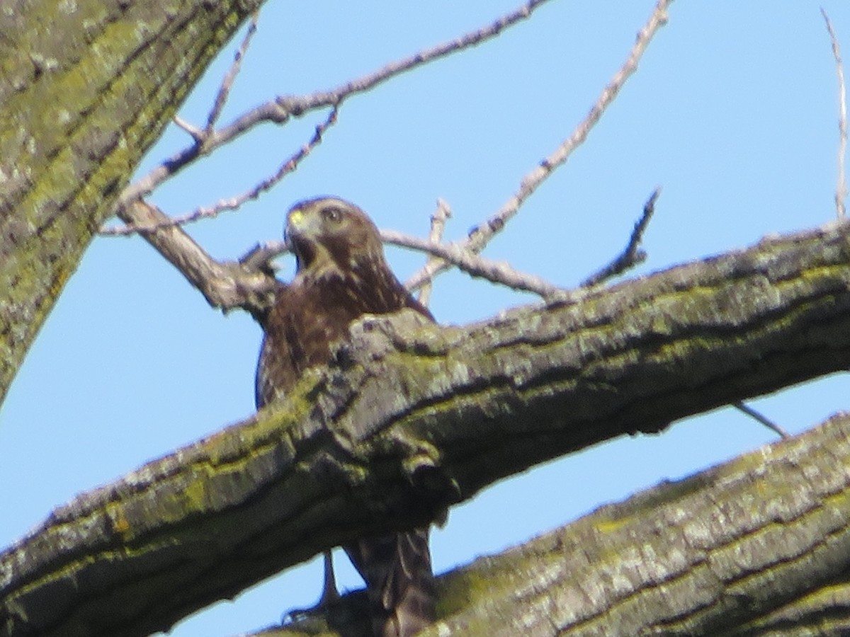 Cooper's Hawk - ML476133391