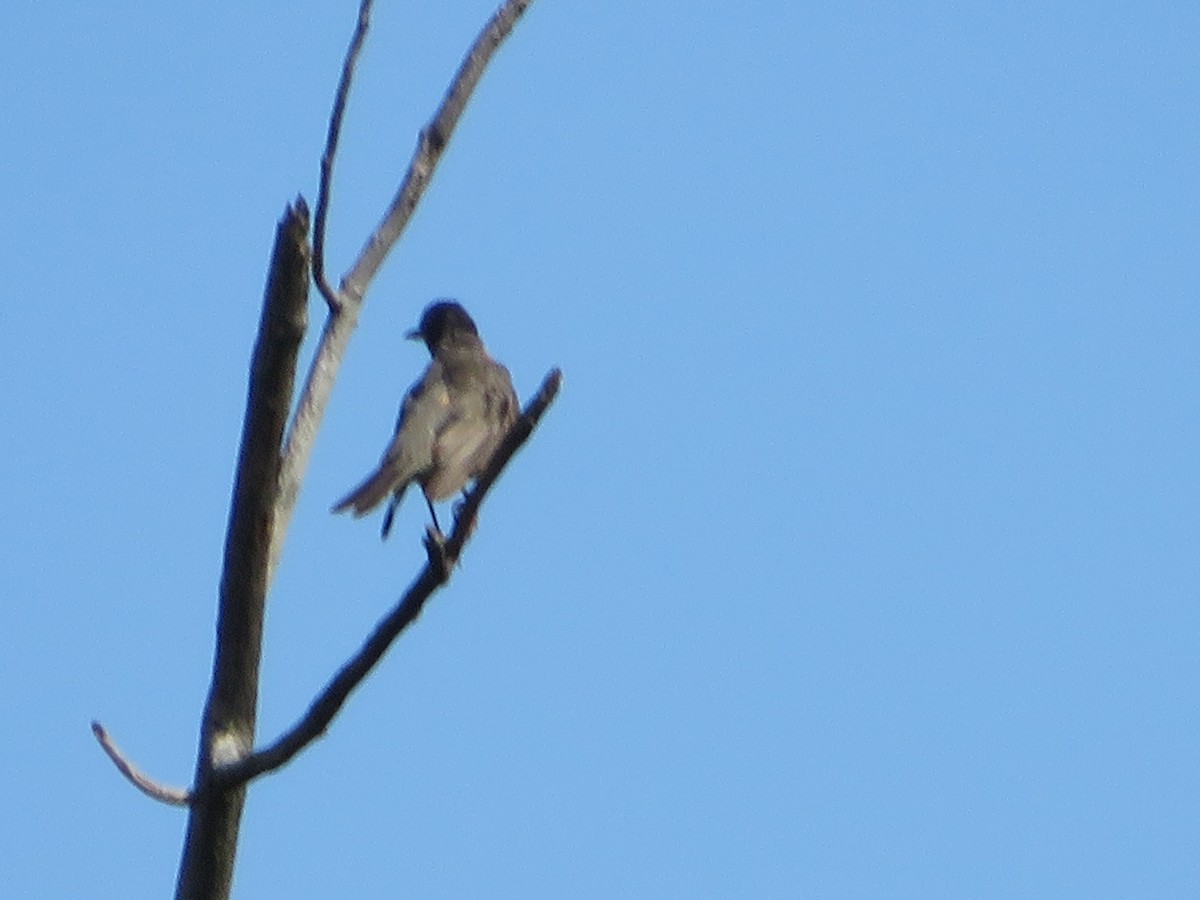 American Robin - ML476133481