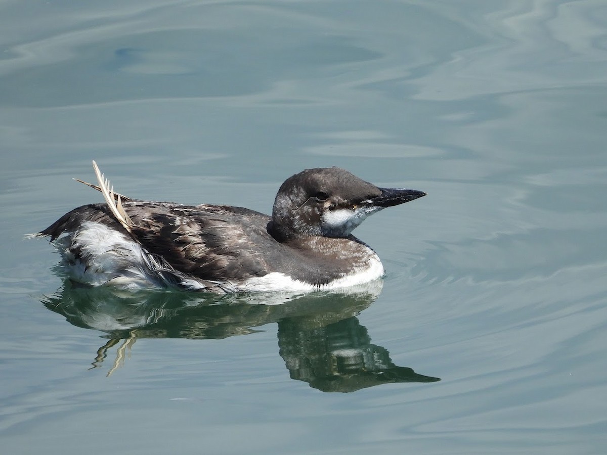 Common Murre - Long-eared Owl