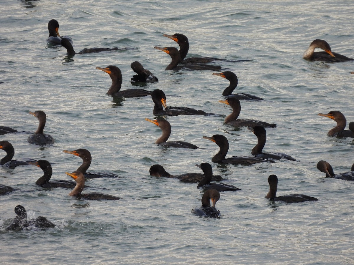 Double-crested Cormorant - ML476135791