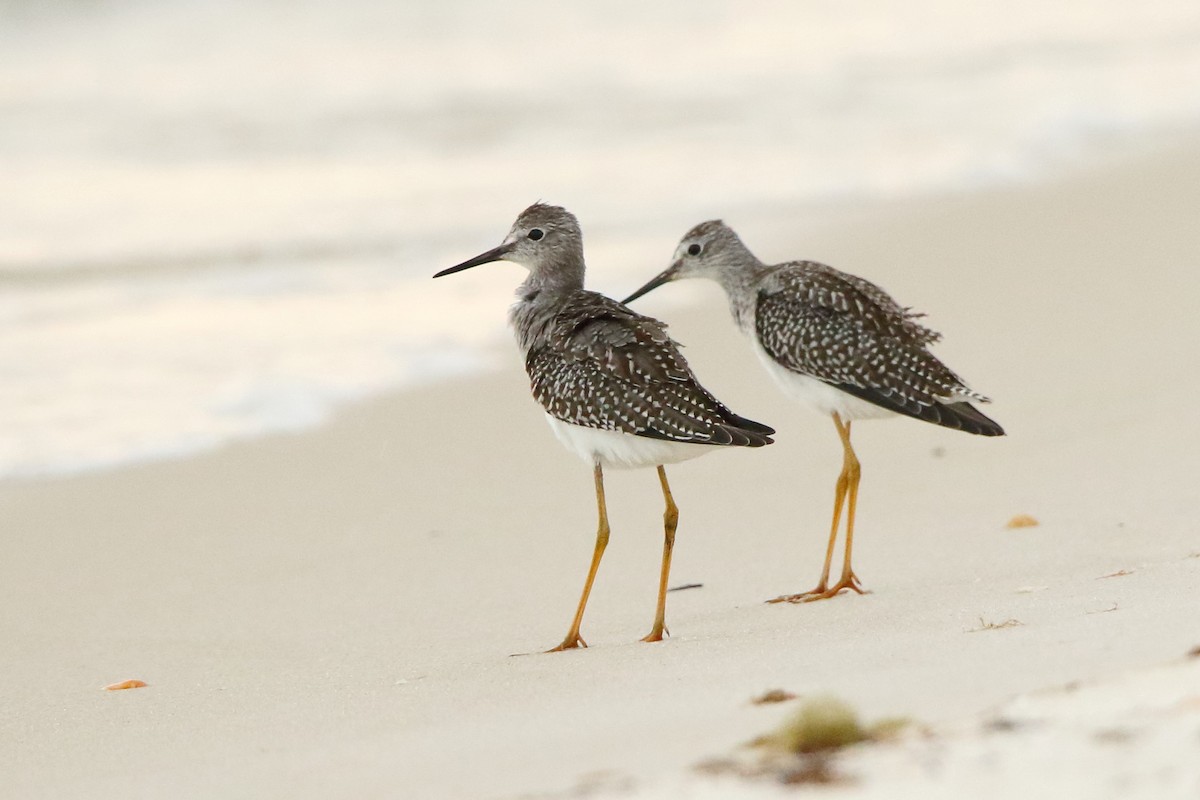 Lesser Yellowlegs - Pete Followill