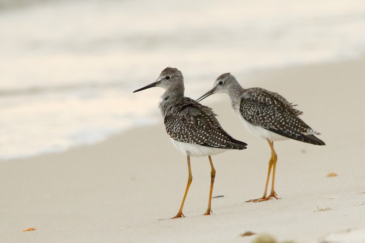 Lesser Yellowlegs - Pete Followill